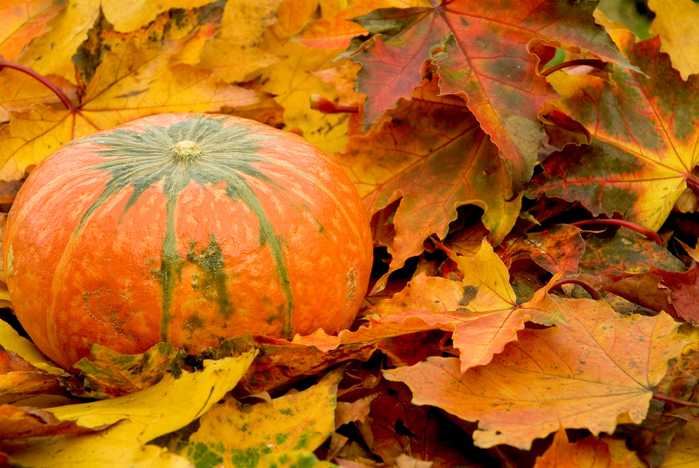 78566682_autumnleavespumpkin.jpg