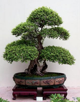     /3576489_f57a9_bonsai (315x400, 34Kb)
