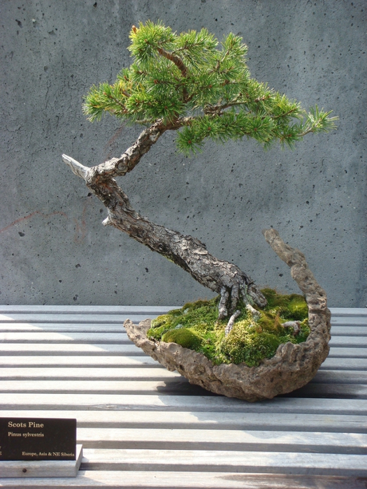 3035399_bonsai_7 (525x700, 322Kb)