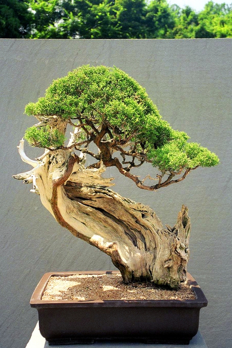 3035399_bonsai_6 (465x700, 313Kb)