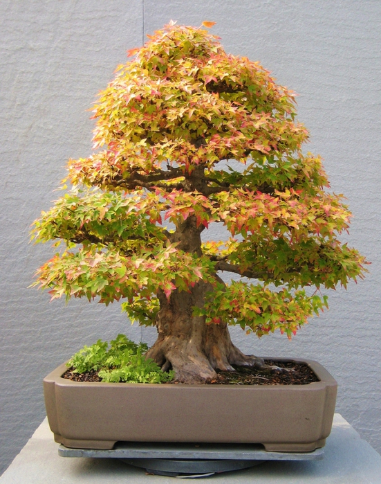 3035399_bonsai_24 (551x700, 361Kb)