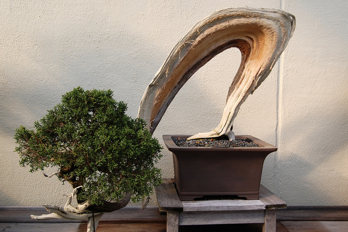 3035399_bonsai_9 (700x466, 231Kb)