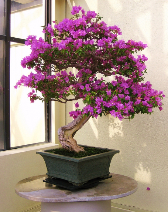 3035399_bonsai_16 (553x700, 340Kb)