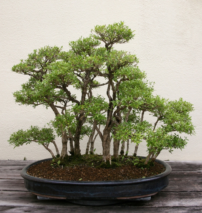 3035399_bonsai_40 (665x700, 438Kb)