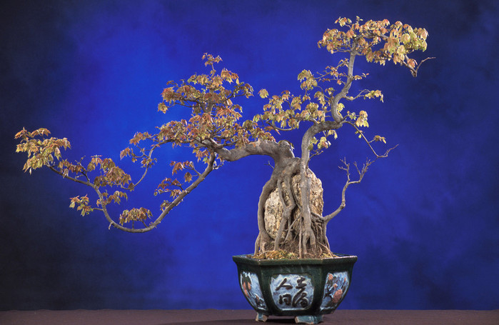 3035399_bonsai_36 (700x455, 107Kb)