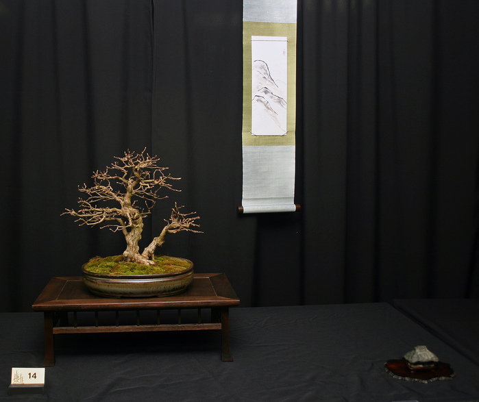 3035399_bonsai_29 (700x587, 133Kb)