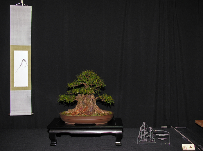 3035399_bonsai_28 (700x520, 142Kb)