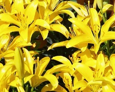 lilies-yellow (235x188, 32Kb)