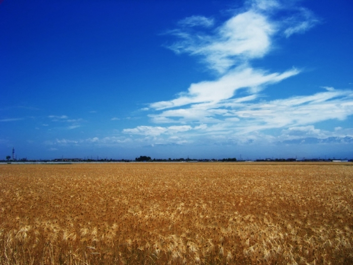 japan_rye_field_02 (700x524, 215Kb)