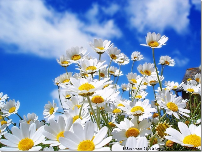 4267534_daisy_flowers_3 (644x484, 207Kb)