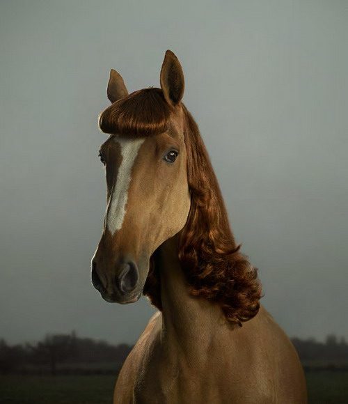 cool-hairdresses-of-animals-12 (500x580, 60Kb)