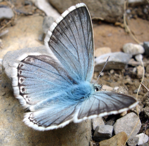 Blue_Butterfly_by_SabrielLuna (490x480, 159Kb)