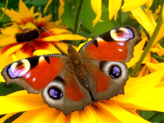 Butterfly_by_asiaaa3 (640x480, 89Kb)