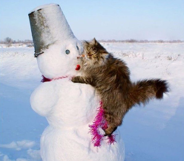 cats_snow_2_(12) (600x527, 60Kb)