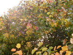  SDC11249 (700x525, 169Kb)