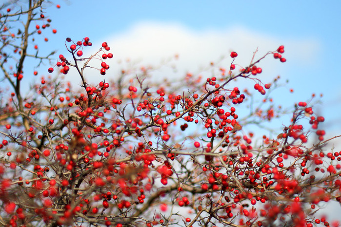2986984_775953 (700x466, 178Kb)