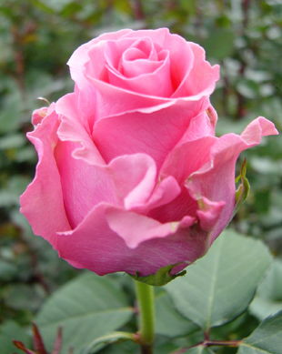 Фото вот бы мне такой цветок, что дамасская роза R, Дамасские розы Damask. Предполагают