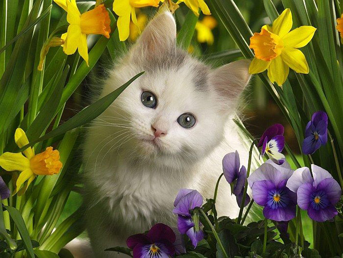 animals_flowers%2013 (670x503, 129Kb)