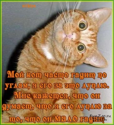 фото кошки котята смешные онлайн фото кошки котята смешные
