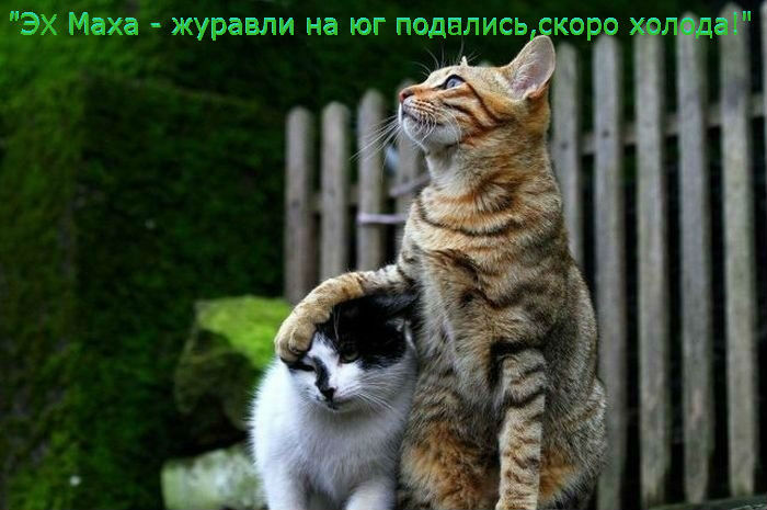 4234891_1319481801_pod_29 (700x465, 66Kb)