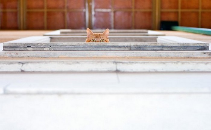 Прикольные фото кошек-невидимок
