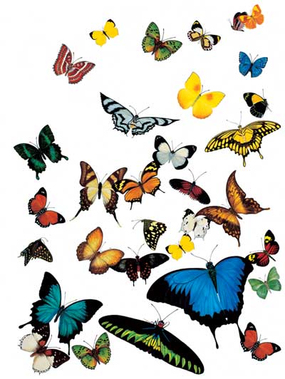butterflies (400x532, 33Kb)