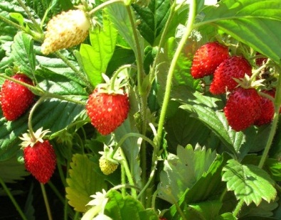 strawberry7.jpeg 555555 (395x310, 74Kb)