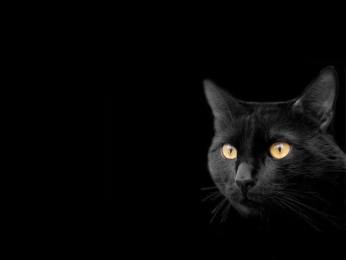wallpapers_cats_472 (700x525, 24Kb)