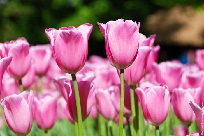 4278666_keukenhof16 (700x468, 222Kb)