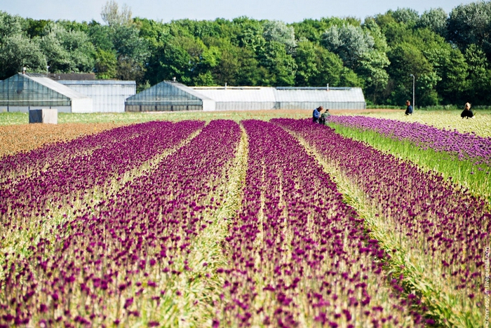 4278666_keukenhof42 (700x468, 374Kb)