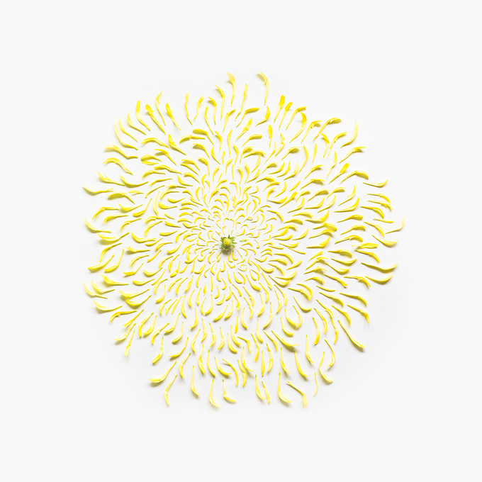 chrysanthemum-exploded-2-square-portfolio-rag-A3-thumb-680x680-167455 (680x680, 371Kb)