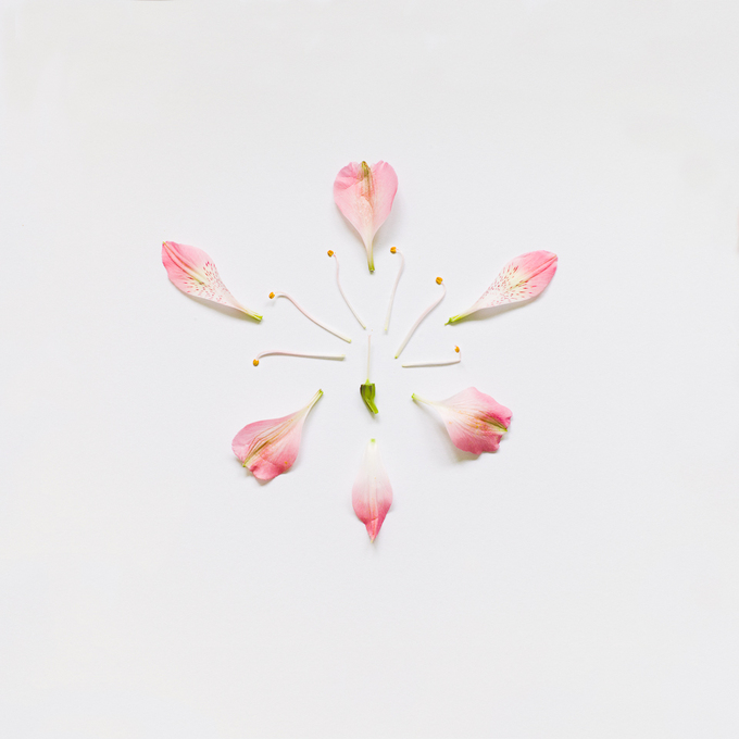 peruvian-lily-exploded-portfolio-rag-A3-thumb-680x680-167475 (680x680, 183Kb)