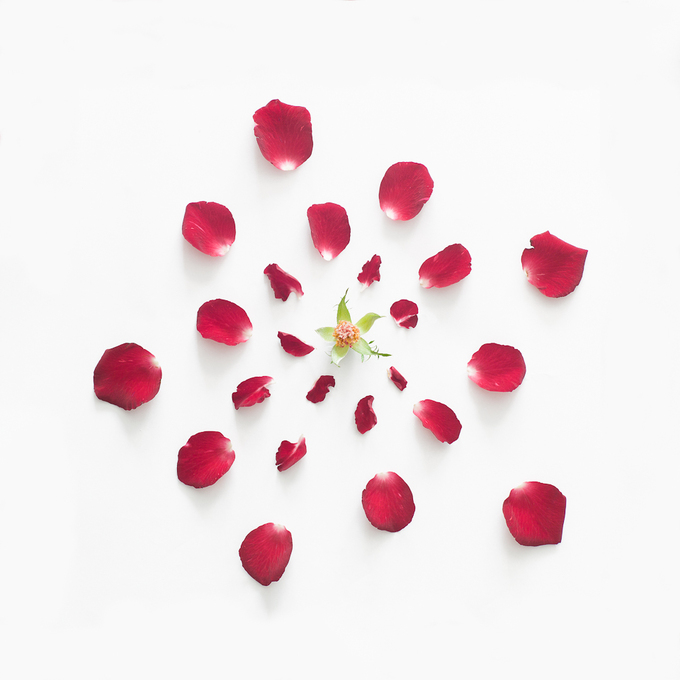 red-rose-exploded-2-Edit-thumb-680x680-167477 (680x680, 181Kb)
