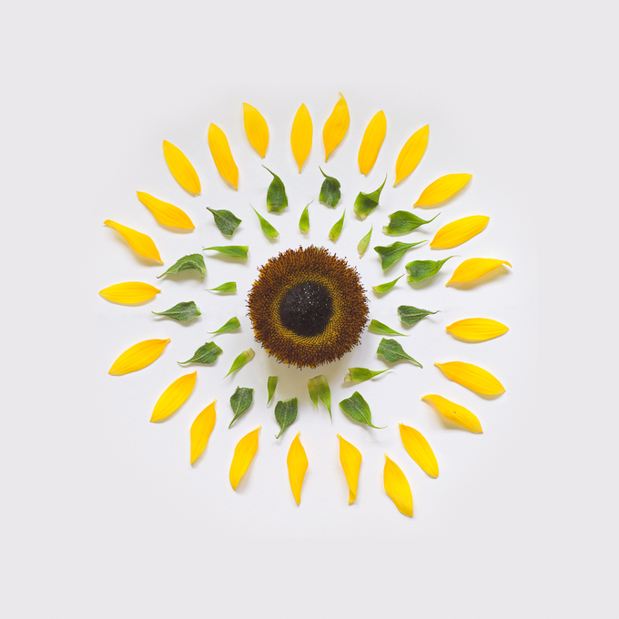 sunflower-exploded-2-portfolio-rag-A3-thumb-680x680-167481 (680x680, 262Kb)