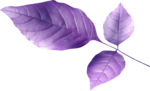  Lilas (67) (700x424, 235Kb)