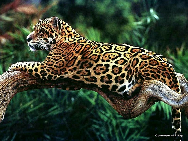 ягуар  кошка
