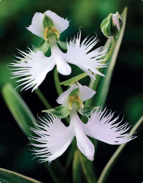 орхидея41 (500x637, 53Kb)