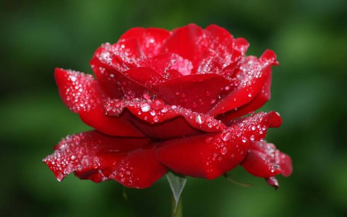 роза красная в росе (680x425, 26Kb)