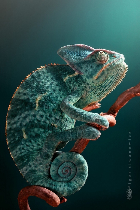 Портретное фото хамелеона от Игоря Сивановича