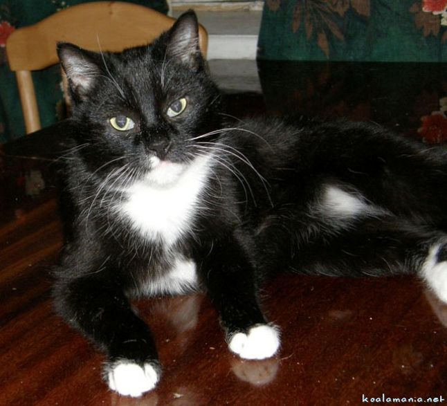 Кошки Фото Породы Черно Белых