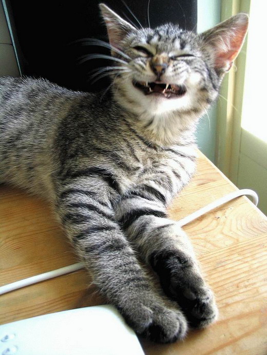 кот