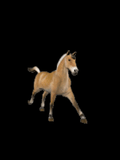 horse (240x320, 67Kb)