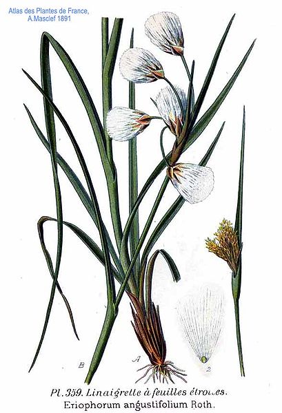 409px-359_Eriophorum_angustifolium_Roth (409x600, 52Kb)