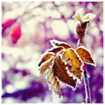 frozen_leaves_ (150x150, 40Kb)