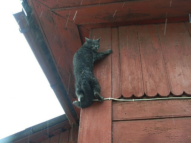 лекарство от внутритканевых паразитов лекарство от внутритканевых паразитов