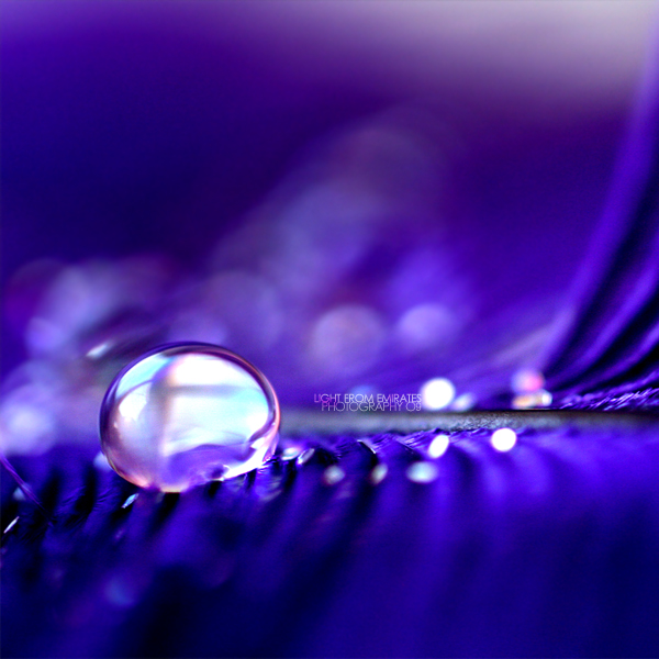 __Violet___drop___by_light_from_Emirates (600x600, 218Kb)