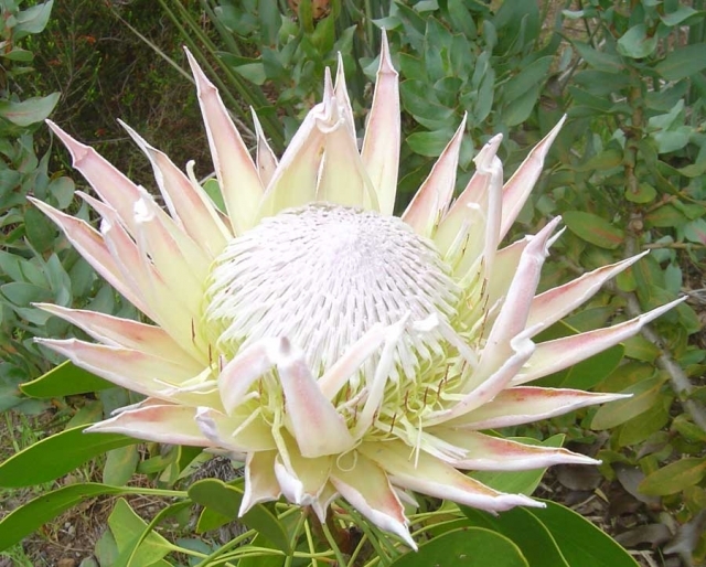 -protea-7-g (640x514, 281Kb)