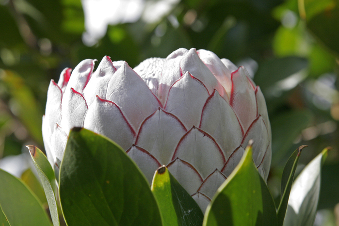 Protea_flower (700x466, 295Kb)