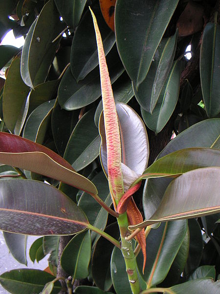 Ficus-elastica-06 (450x600, 63Kb)