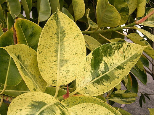 Ficus-elastica-03 (520x390, 276Kb)